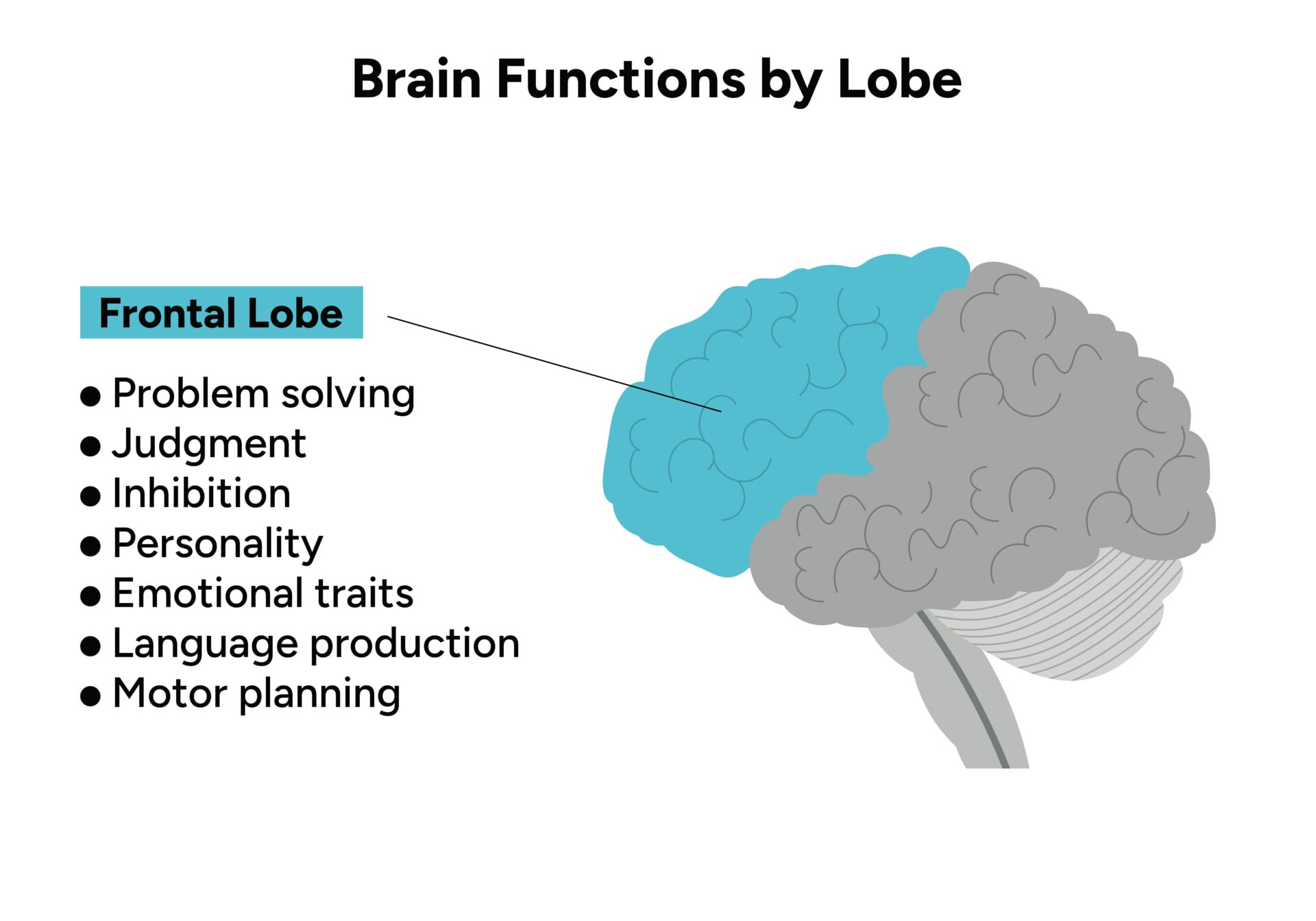 frontal lobe 2