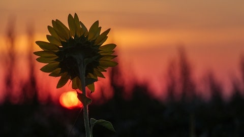 Dämmerung hinter einer Sonnenblume an einem heißen Tag.