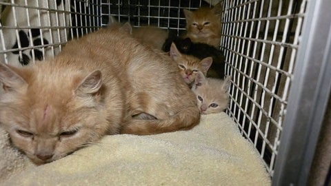 Eine Straßenkatze mit ihren Kitten.