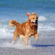 The seasonal ban on dogs on beaches has been lifted