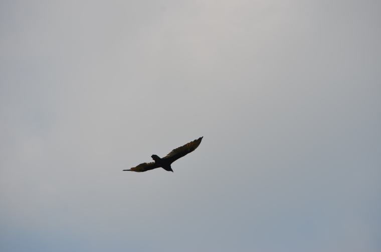 DSC_1247