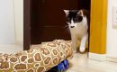 猫に『部屋に入ったら超巨大ヘビがいるドッキリ』を仕掛けたら…まさか…