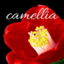 camellia1977 camellia1977