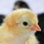 chick307 chick307