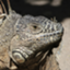 iguana_mariko iguana_mariko