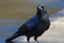 karasu9113 karasu9113