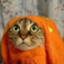 kiku-chan kiku-chan
