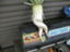 kumorinoti_hare kumorinoti_hare