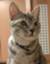 nekobara nekobara