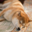 shibaone shibaone