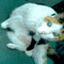 sho005037 sho005037