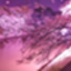 tora_17 tora_17