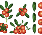 Cranberries