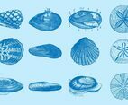 Sea Shells