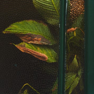 green and brown leaves behind textured glass panel. green and brown leaves behind textured glass panel.