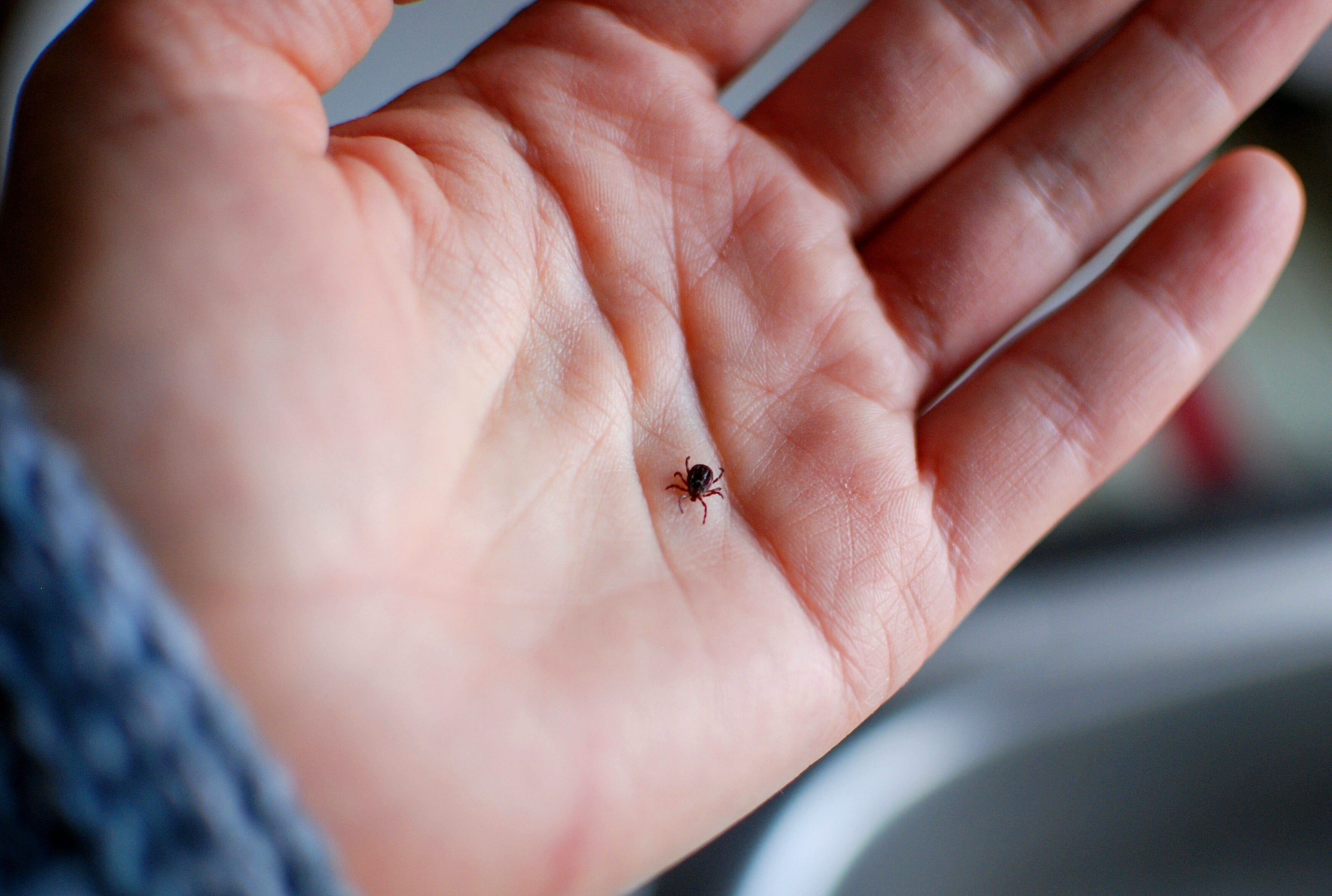 Close-Up Of Cropped Hand With Tick closeup of cropped hand with tick