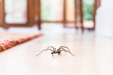 common house spider on the floor in a home common house spiders