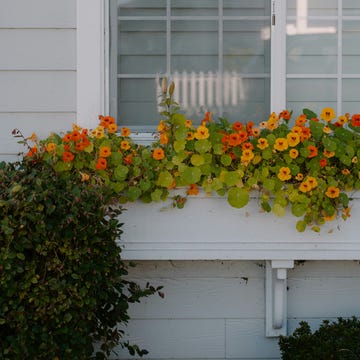white window with orange and yellow flowers in a planter box. white window with orange and yellow flowers in a planter box.