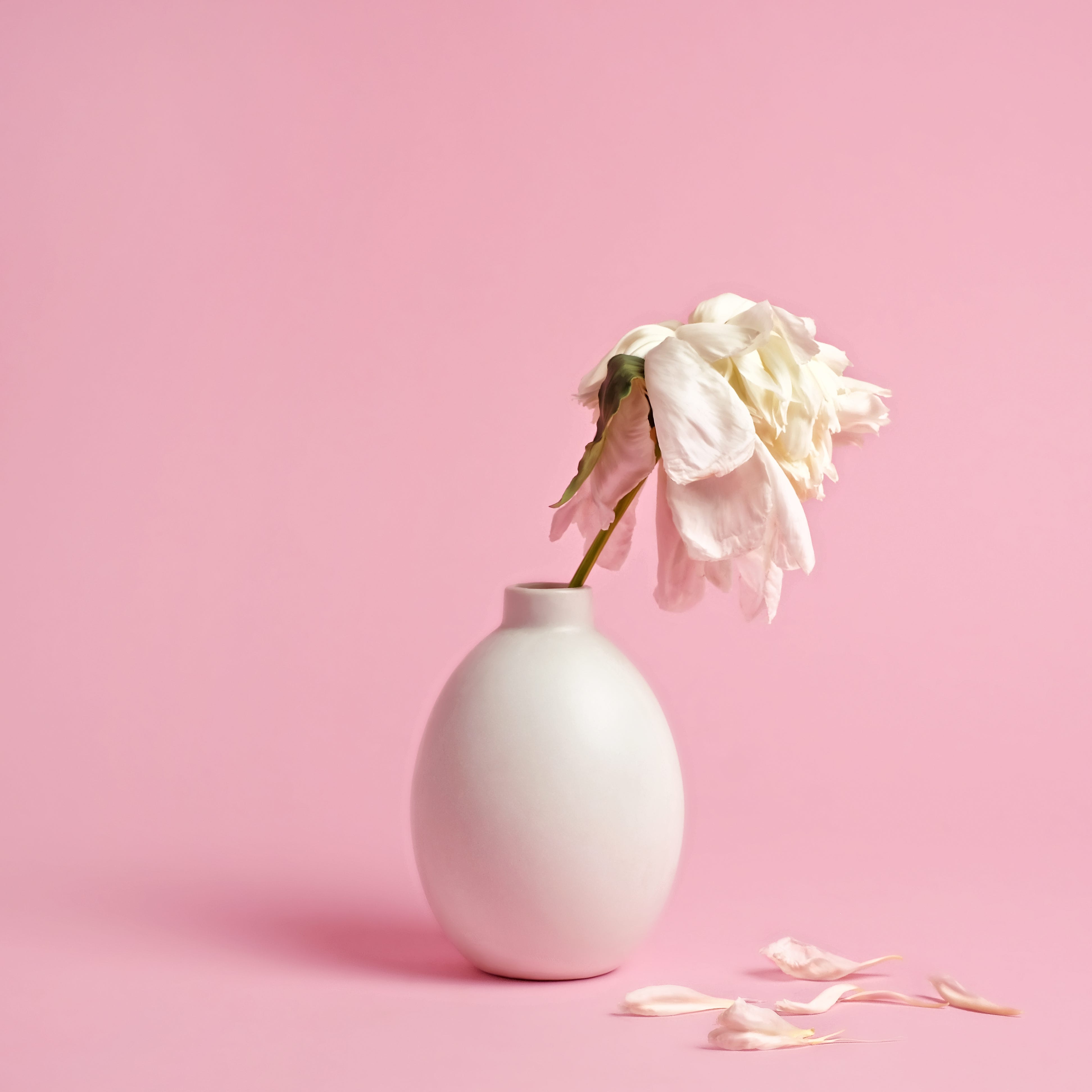 Fading white flower in vase on pink background low libido causes
