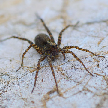 wolf spider next to stink bug wolf spider next to stink bug