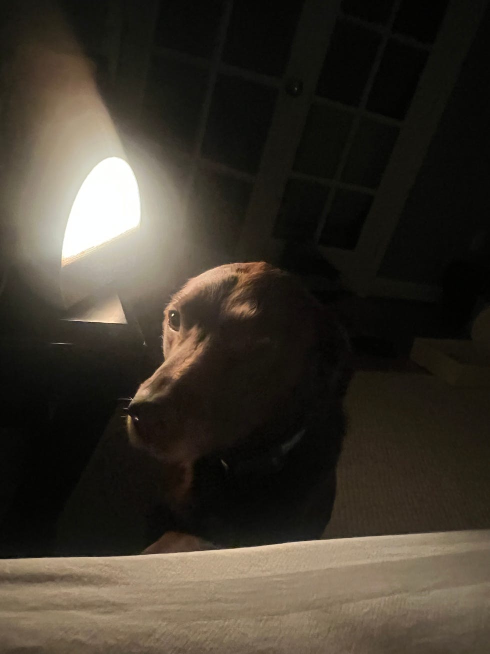 hatch restore 3 and dog chocolate lab at bedside in the glow of hatch restore 3