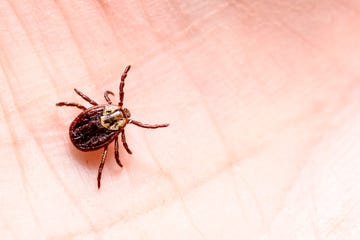 mite encephalitis on human skin mite encephalitis on human skin