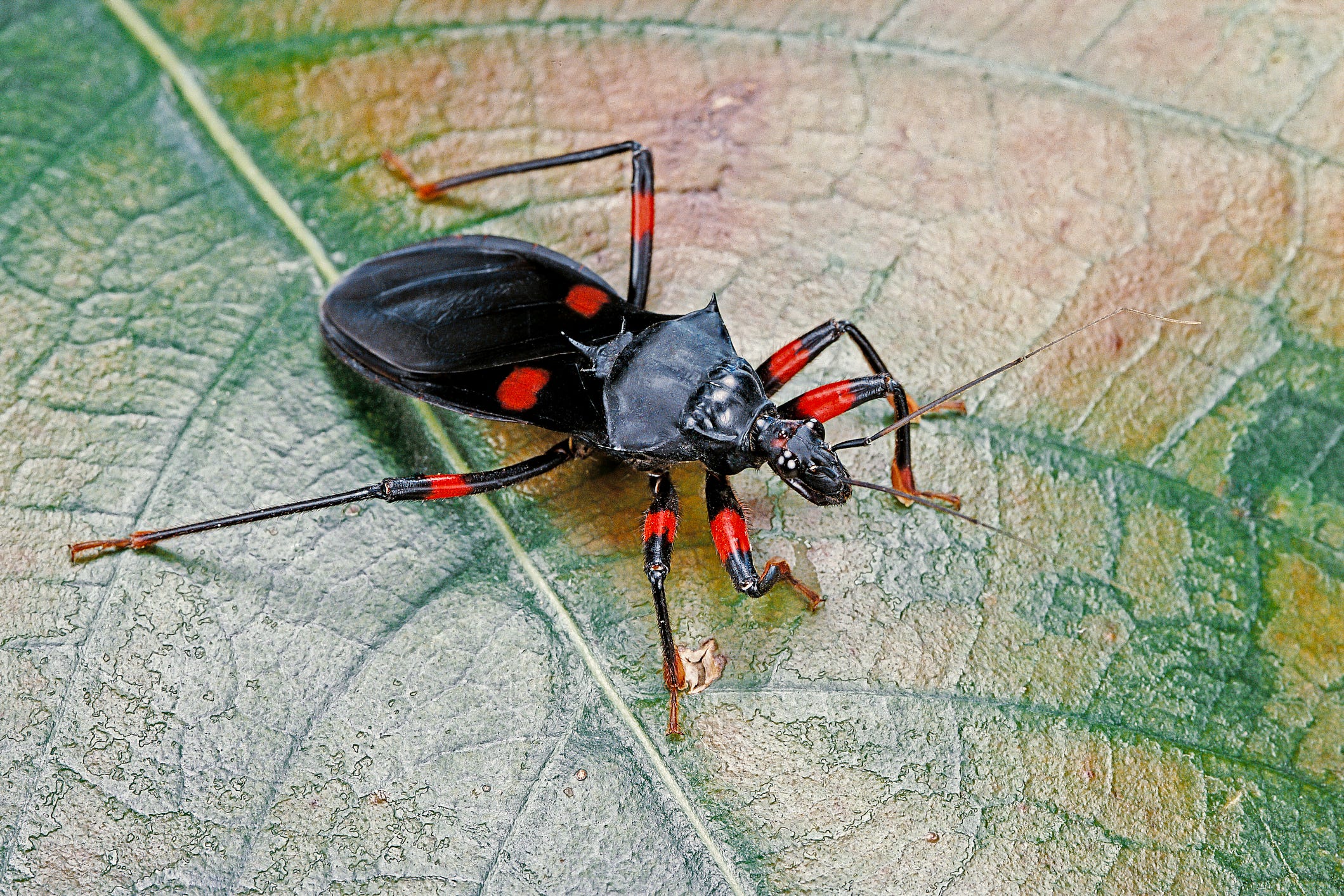 Platymeris rhadamanthus (red spot assassin bug) platymeris rhadamanthus red spot assassin bug