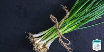 green onion vs scallions green onion vs scallions