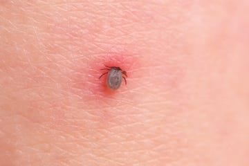 The tick bites the person the tick bites the person