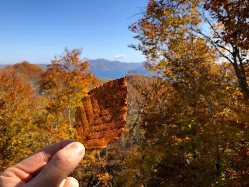 A leaf is held up against Aomori Prefecture's Lake Towada during the months of autumn