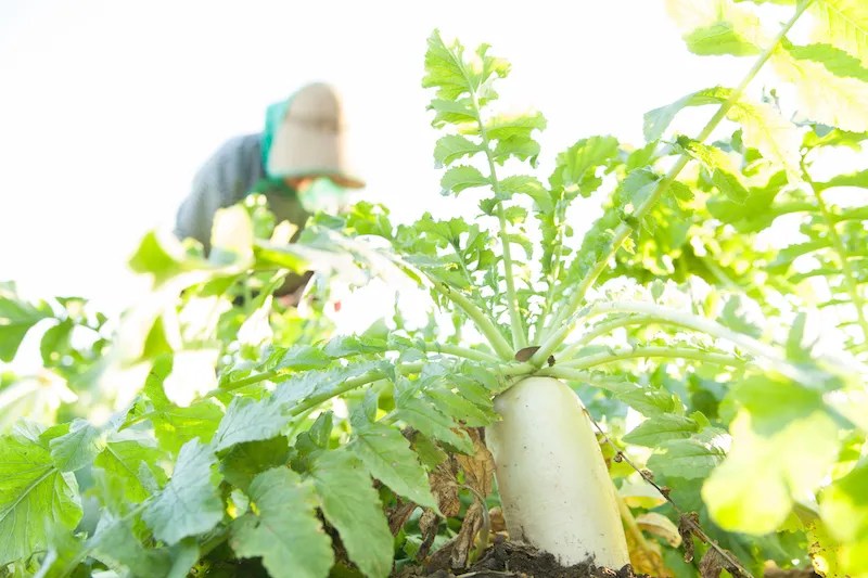An elderly Japanese farmer pulls a kokusan daikon from one of her fields