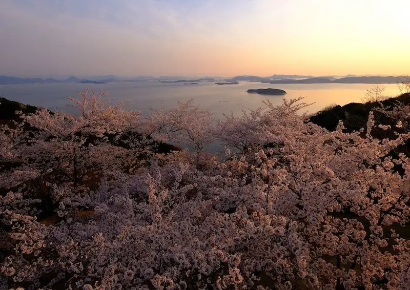 Located in Kojima, Ojigatake is one of Okayama Prefecture’s top spots for cherry blossoms. The contrast between the backdrop of the Seto Inland Sea and the pink of the cherry blossoms is truly unforgettable.