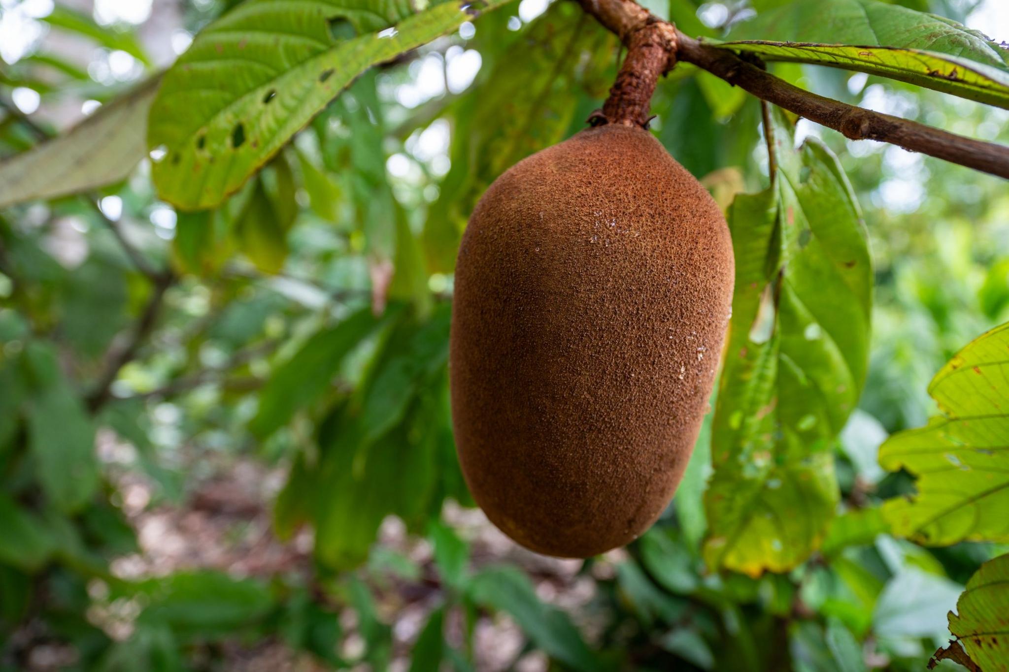 A brown fruit known as Cupuaçu hangs from a branch in a forested area