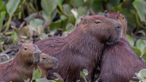 A family of capybaras sits together surrounded by vegetation