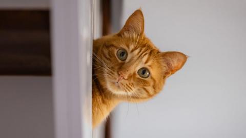 A domestic cat peeks out from behind some furniture