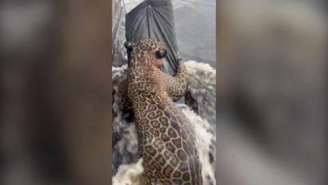 Jaguar with its back facing the camera being rescued from river
