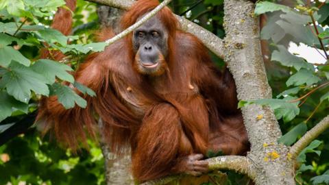 The picture shows an orangutan with long reddish-brown fur sitting among the branches of a leafy tree, gripping the trunk with one hand while resting on a lower branch. Dense green foliage surrounds the animal, and the orangutan is positioned prominently in the centre of the image, with its face clearly visible through the branches.