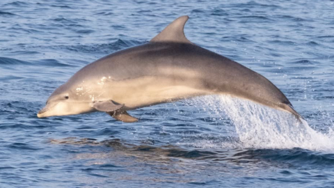 A dolphin jumping out the water