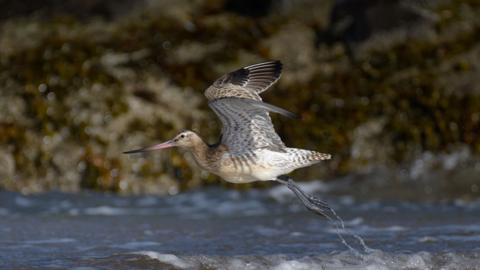 A Bar-tailed godwit takes off in the wind from Aberlady Bay Nature Reserve