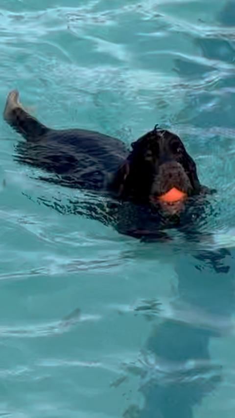 Dog swimming with an orange ball in its mouth.