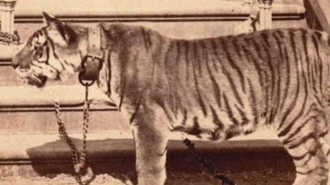 A sepia-toned archive photograph shows a Bengal tiger standing side-on beside a stone building. A wide leather collar is fastened around the tiger's neck and a chain hangs down to the ground. Dark stripes run across the tiger's body, with the animal standing on a gravel surface in front of masonry steps and stonework.