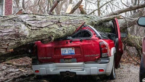 A red Chevrolet car is crushed under a large tree that has topped due to a storm