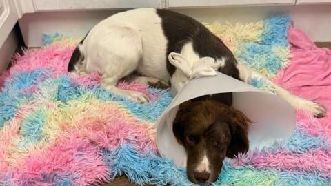 Breeze the brown and white spaniel is looking at the camera but has a vet cone around her neck. She is lying on a pink, blue and white rug.