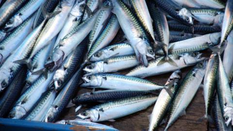 Rows of dead mackerel in a blue box.
