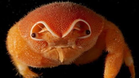 sponge crab