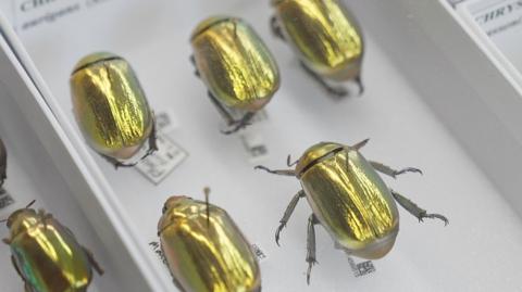 Several pinned beetle specimens in a museum-style display tray. Their oval wing cases shine metallic gold, green and bronze under bright light, with fine ridges running lengthways along their backs. The largest beetle, on the right, has six dark grey legs spread outward and curved, claw-like feet. Smaller beetles lie nearby, partly cropped by the frame. Each specimen is mounted on a thin pin above a small white identification label, some with tiny printed codes. The tray has white sides and a pale grey base. The bright reflections make the insects appear almost jewel-like, although they are preserved scientific specimens.