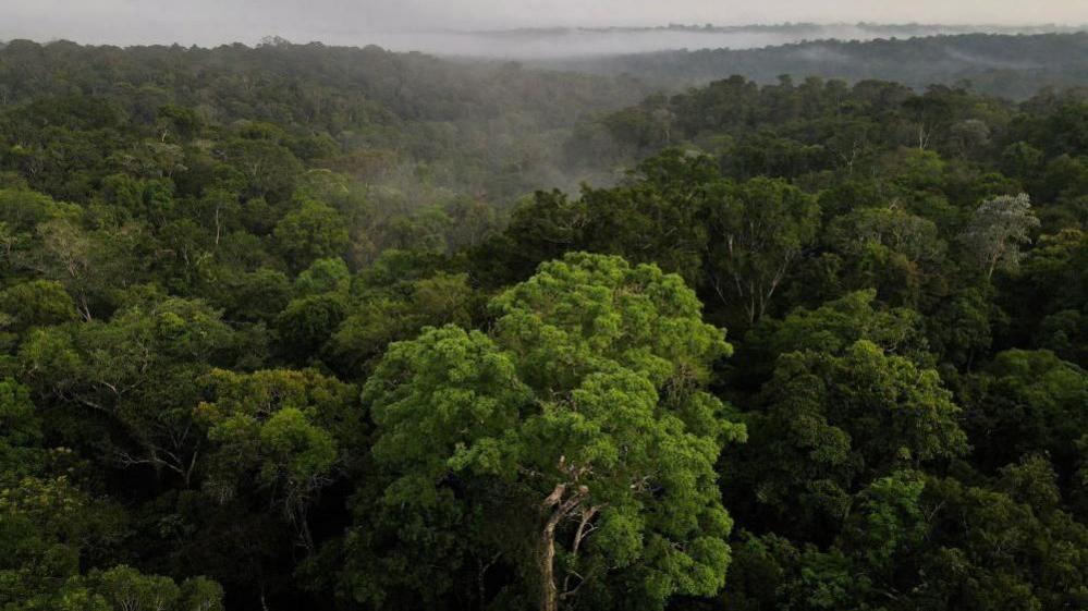 The green trees of the Amazon rainforest from above, with low clouds above