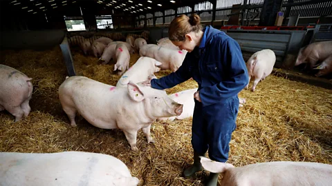 Woman's Hour, Woman's Hour, Women pig farmers and mental health. Modern slavery. The cave woman rebuilding her business after Covid.