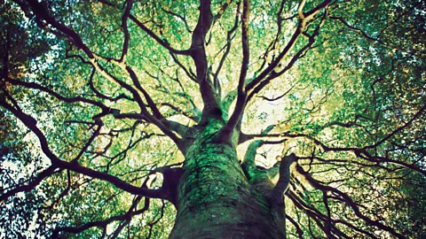 History of Mother Earth: Gaia Uncovered Season 1 Episode 1