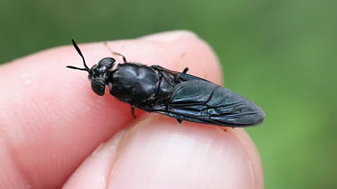 Nature's warrior on waste